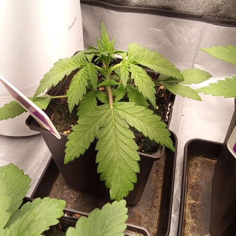 ????  growlog timeline photo