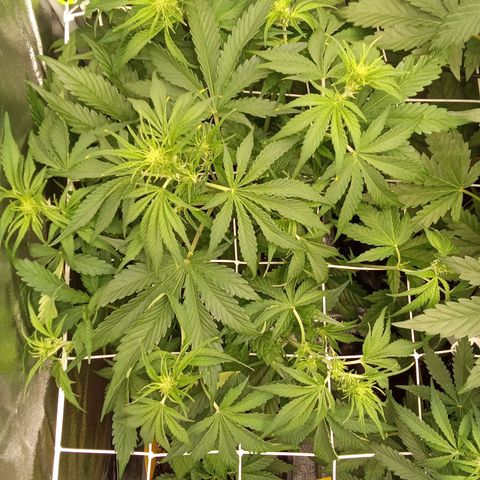 Banana purple punch  #1Hinten Links  growlog timeline photo
