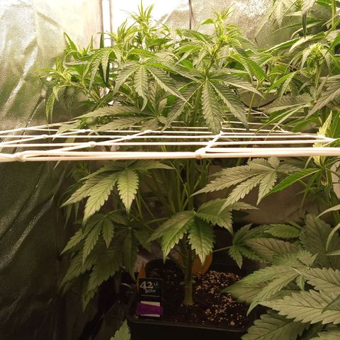 Banana purple punch  #1Hinten Links  growlog timeline photo