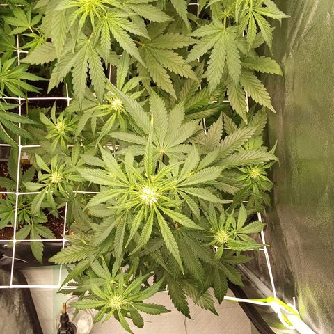 Banana purple punch  #2 vorne rechts  growlog timeline photo