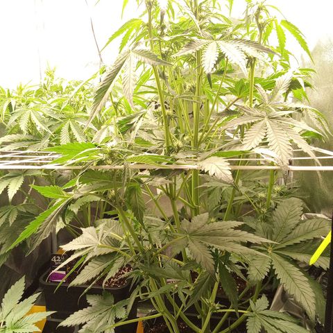 Banana purple punch  #2 vorne rechts  growlog timeline photo