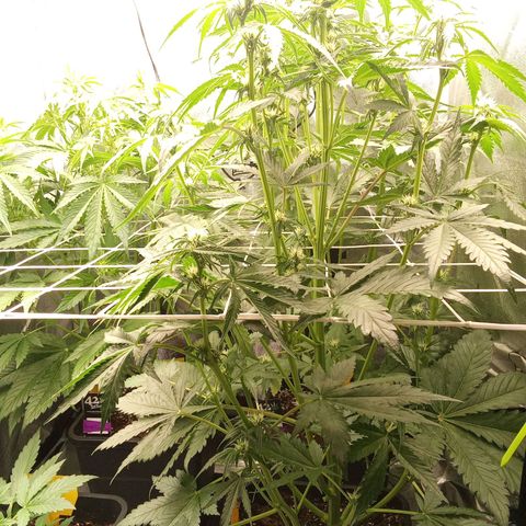 Banana purple punch  #2 vorne rechts  growlog timeline photo