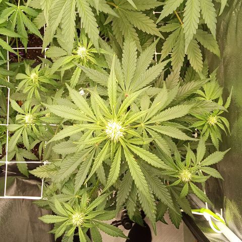 Banana purple punch  #2 vorne rechts  growlog timeline photo