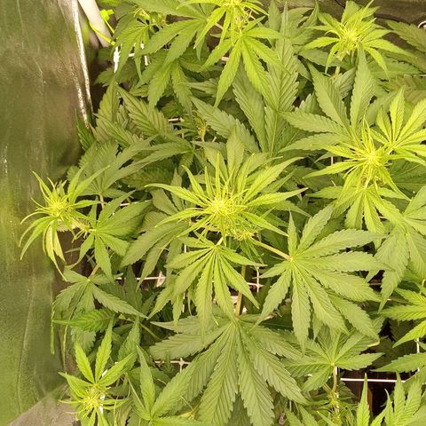 Banana purple punch  #1Hinten Links  growlog timeline photo