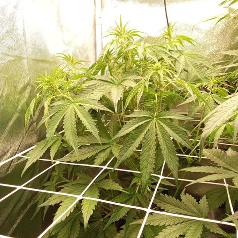 Banana purple punch  #1Hinten Links  growlog timeline photo