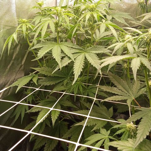 Banana purple punch  #1Hinten Links  growlog timeline photo