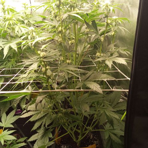 Banana purple punch  #2 vorne rechts  growlog timeline photo