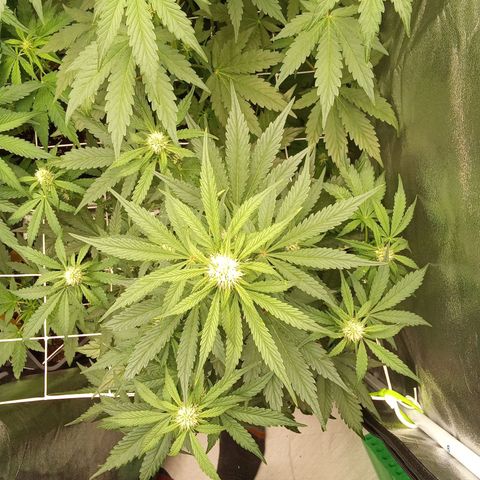 Banana purple punch  #2 vorne rechts  growlog timeline photo