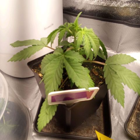 ????  growlog timeline photo