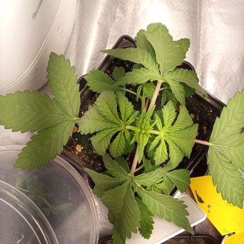 ????  growlog timeline photo