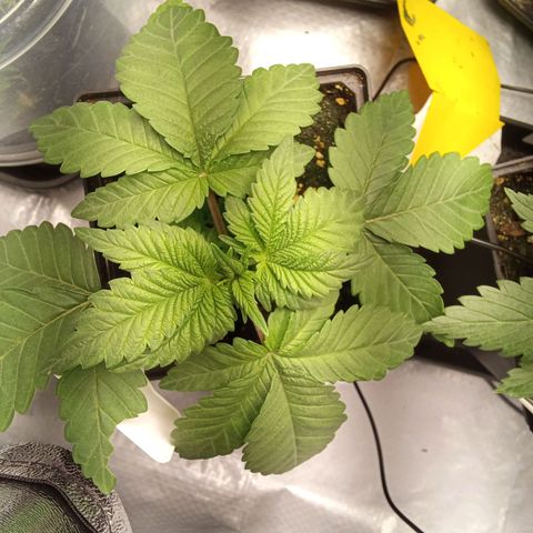 Special Queen #1 growlog timeline photo