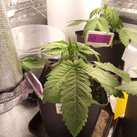 Special Queen #1 growlog timeline photo