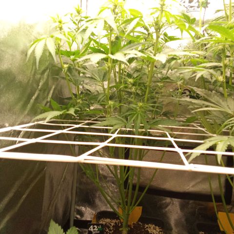Banana purple punch  #1Hinten Links  growlog timeline photo