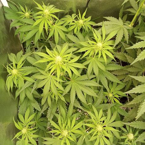 Banana purple punch  #1Hinten Links  growlog timeline photo