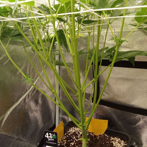 Banana purple punch  #1Hinten Links  growlog timeline photo