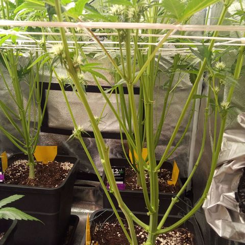 Banana purple punch  #2 vorne rechts  growlog timeline photo