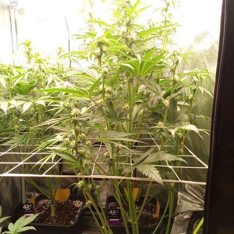 Banana purple punch  #2 vorne rechts  growlog timeline photo