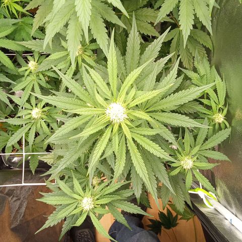 Banana purple punch  #2 vorne rechts  growlog timeline photo