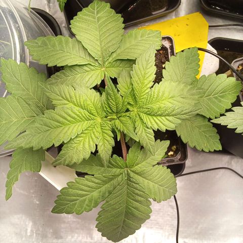 Special Queen #1 growlog timeline photo