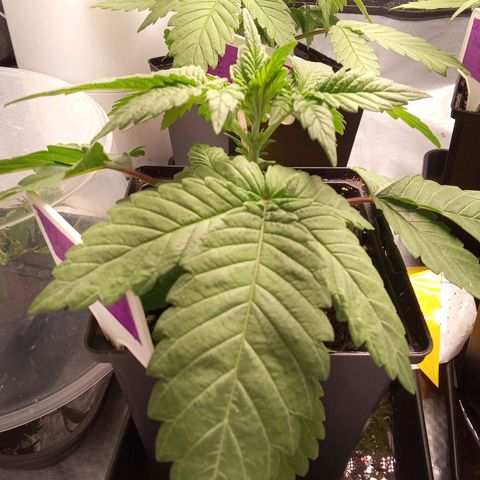 Special Queen #1 growlog timeline photo