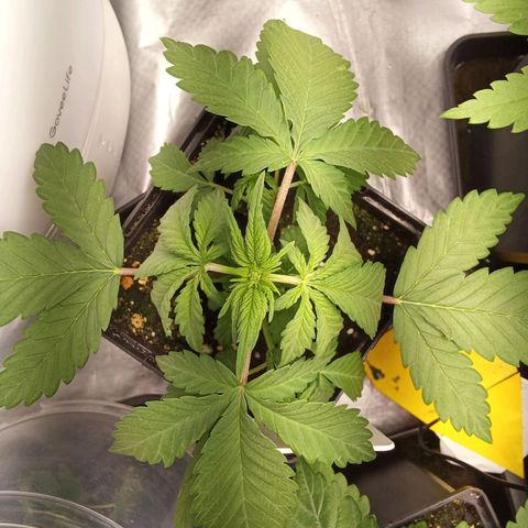 ????  growlog timeline photo