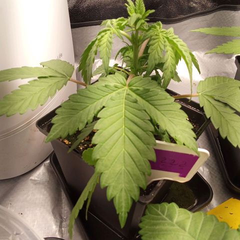 ????  growlog timeline photo