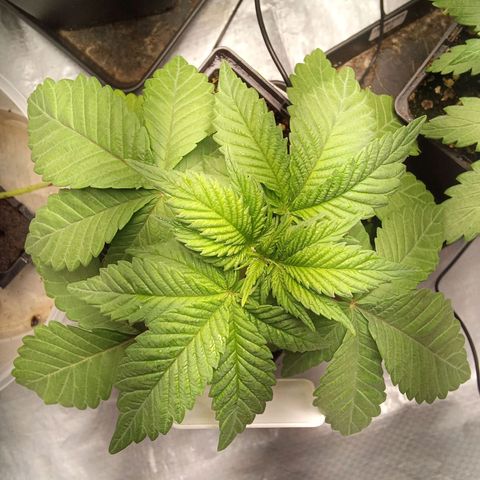 Special Queen #1 growlog timeline photo