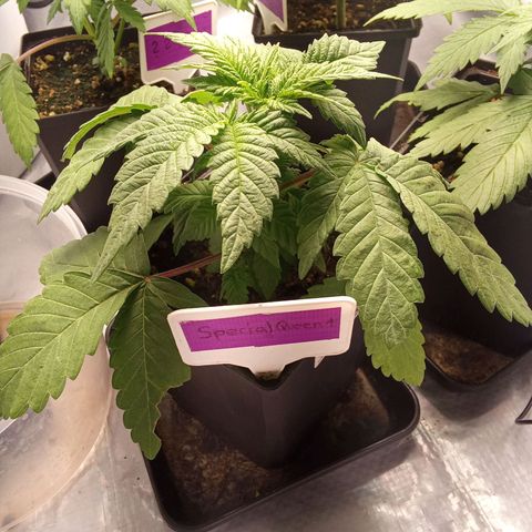 Special Queen #1 growlog timeline photo