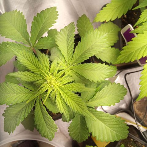 ????  growlog timeline photo