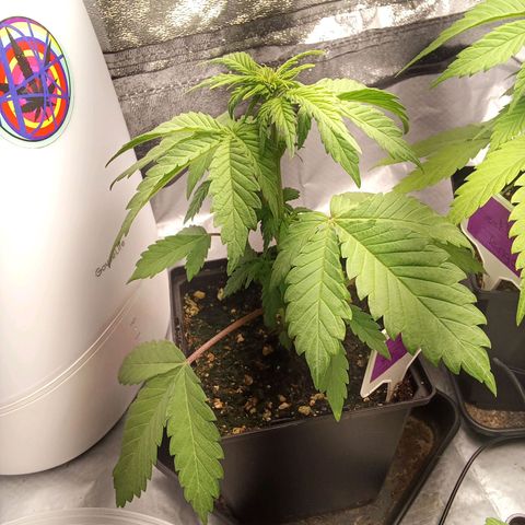 ????  growlog timeline photo
