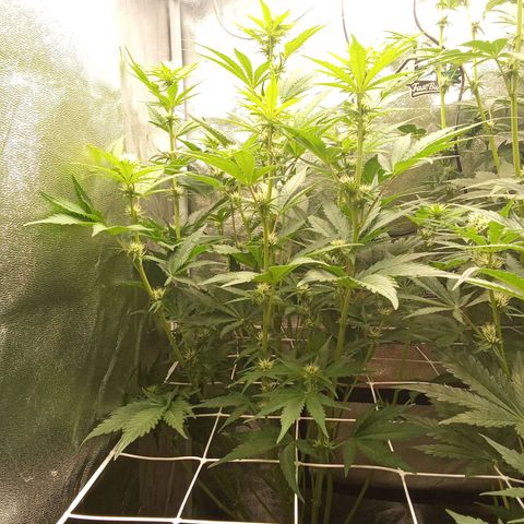 Banana purple punch  #1Hinten Links  growlog timeline photo