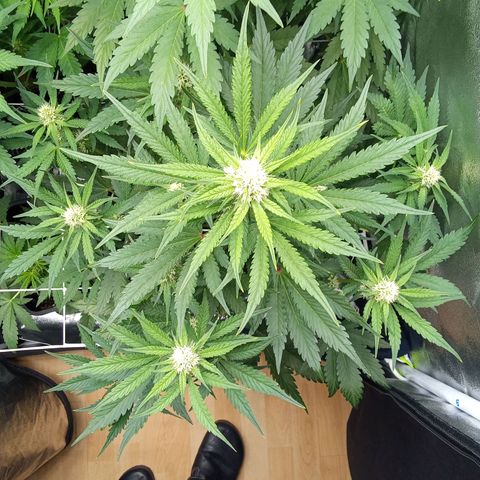 Banana purple punch  #2 vorne rechts  growlog timeline photo