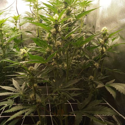 Banana purple punch  #2 vorne rechts  growlog timeline photo