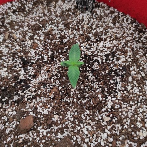 pineapple express growlog timeline photo
