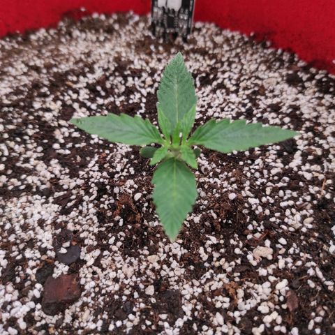 pineapple express growlog timeline photo