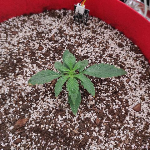 pineapple express growlog timeline photo