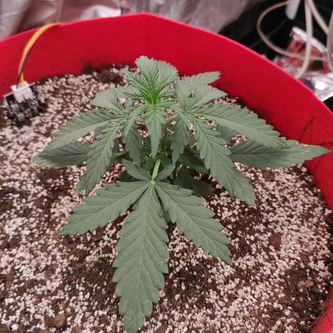 pineapple express growlog timeline photo