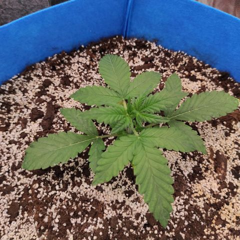 pineapple express growlog timeline photo