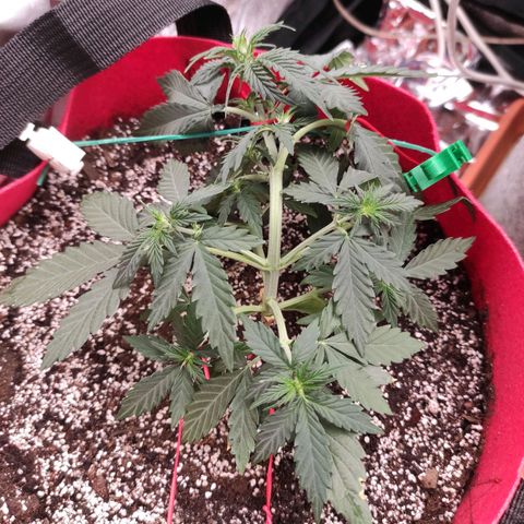 pineapple express growlog timeline photo