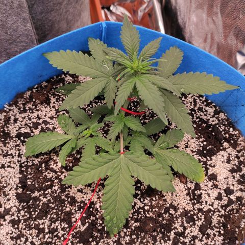 pineapple express growlog timeline photo
