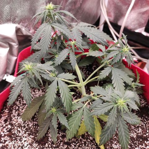 pineapple express growlog timeline photo