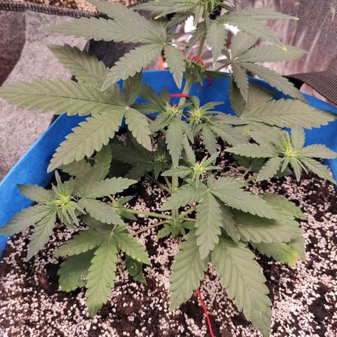 pineapple express growlog timeline photo