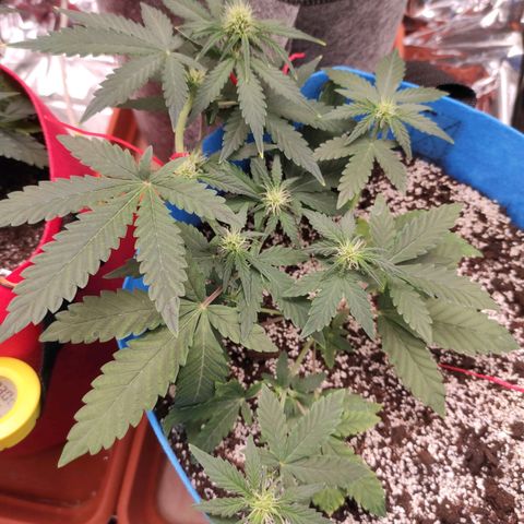 pineapple express growlog timeline photo