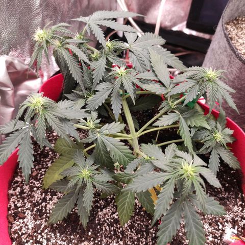 pineapple express growlog timeline photo