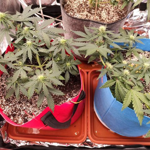 pineapple express growlog timeline photo