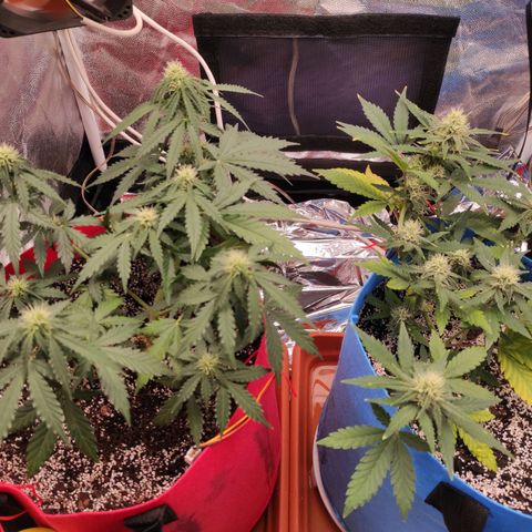 pineapple express growlog timeline photo