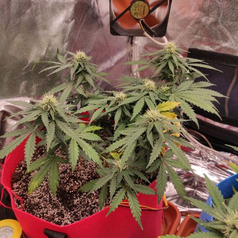 pineapple express growlog timeline photo