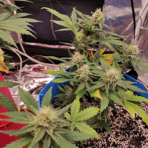 pineapple express growlog timeline photo