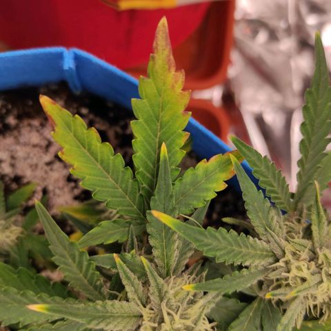 pineapple express growlog timeline photo