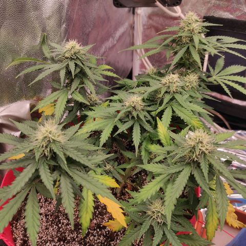 pineapple express growlog timeline photo